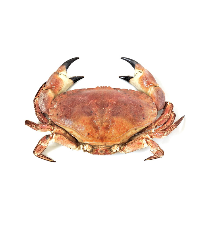 vg-sf-frshs-3.jpg Cornish Crab (Whole) – Bild 1