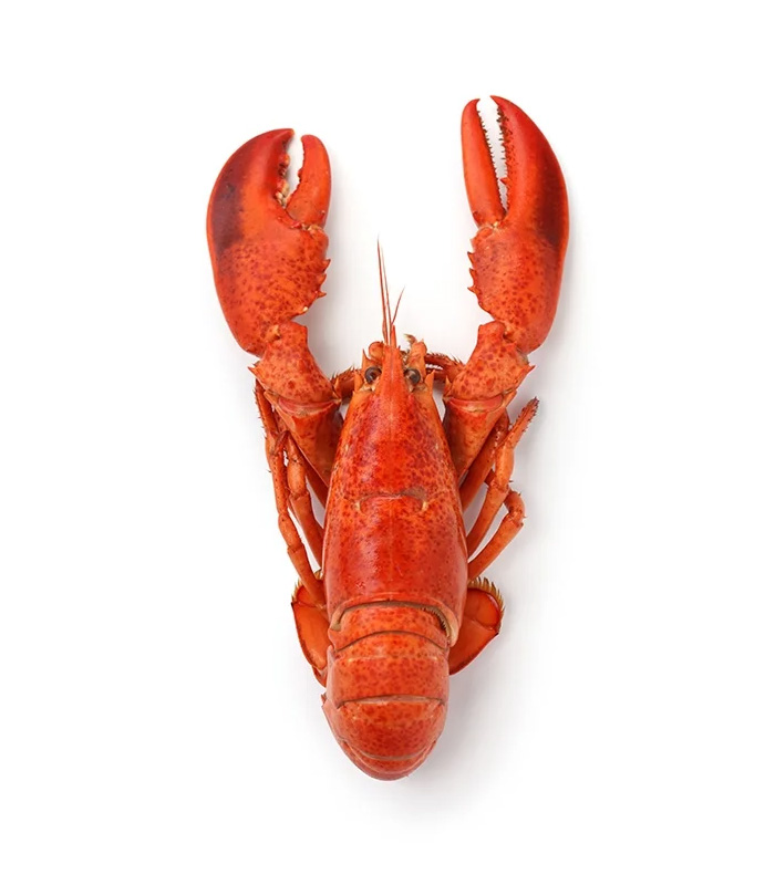 vg-sf-frshs-8.jpg Whole Cornish Lobster – Bild 1