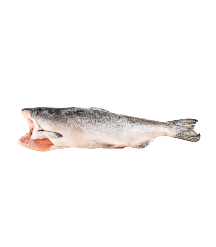 vg-sf-frzf-4.jpg Pink (Hump-Back) Salmon – Bild 1